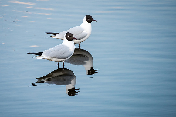Black Headed Gull Pair