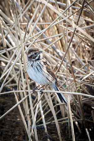 Reed Bunting Female