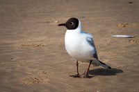Black Headed Gull