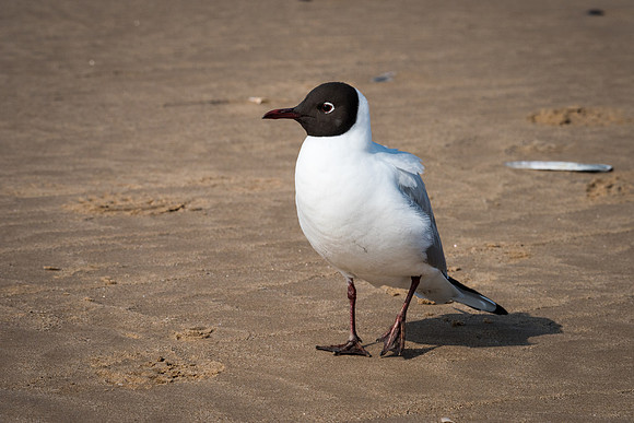 Black Headed Gull