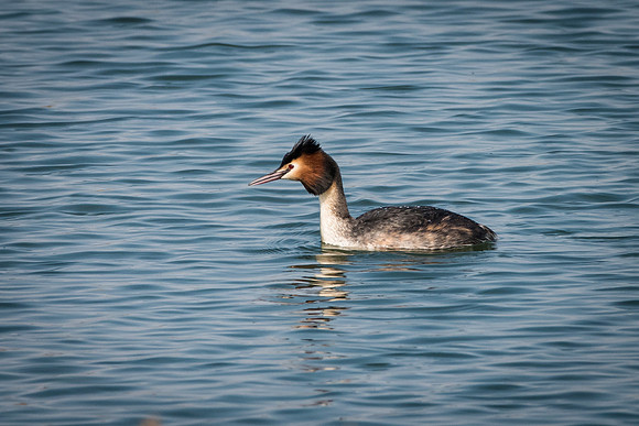 Great Crested Grebe