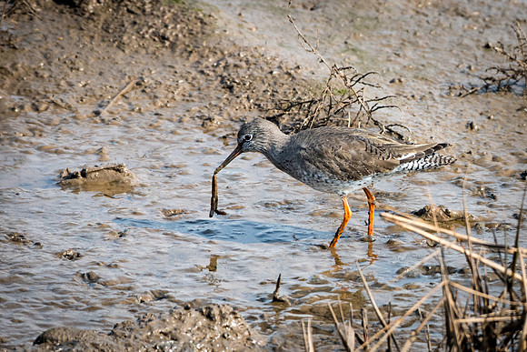 Redshank with Worm