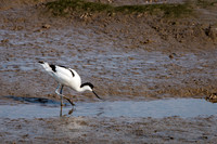 Avocet