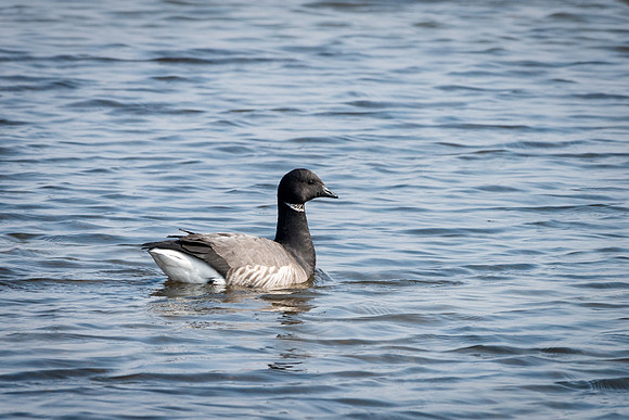 Brent Goose