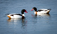 Pair of Sshelducks