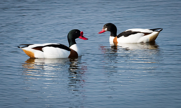 Pair of Sshelducks