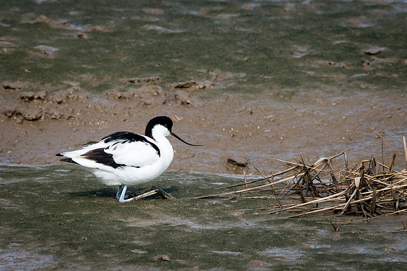 Avocet Resting