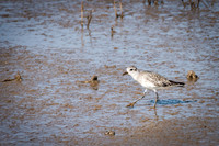 Grey Plover