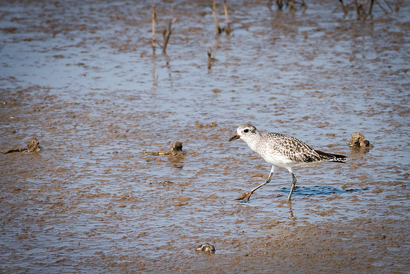 Grey Plover