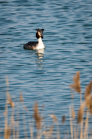 Great Crested Grebe -2