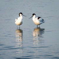 Avocet Pair