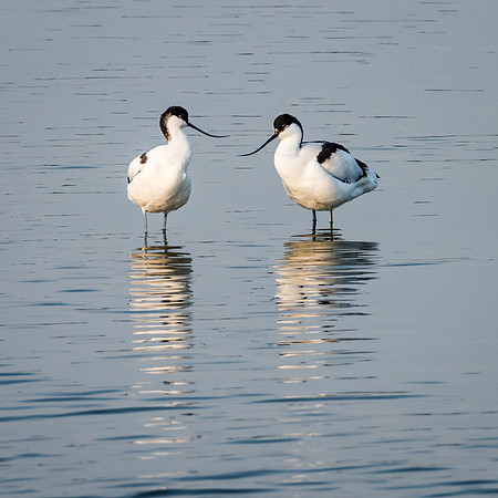 Avocet Pair