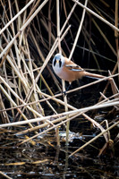Bearded Tit Male