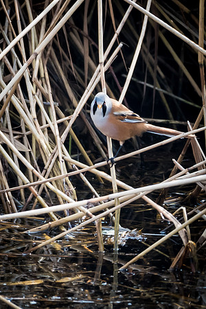 Bearded Tit Male