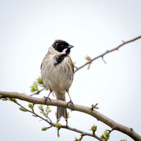 Reed Bunting Male -2
