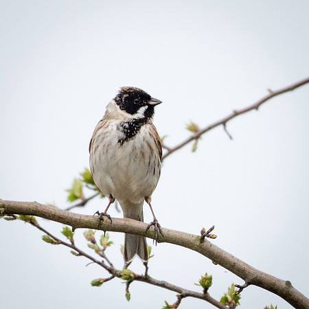 Reed Bunting Male -2