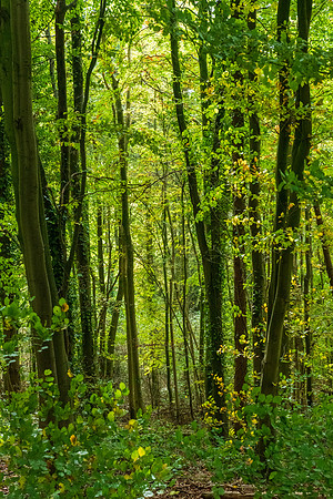 Credenhill -2