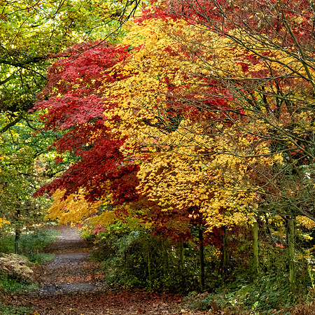 Queenswood-1