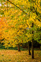 Credenhill -7
