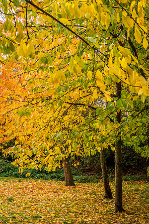 Credenhill -7