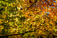 Queenswood-2