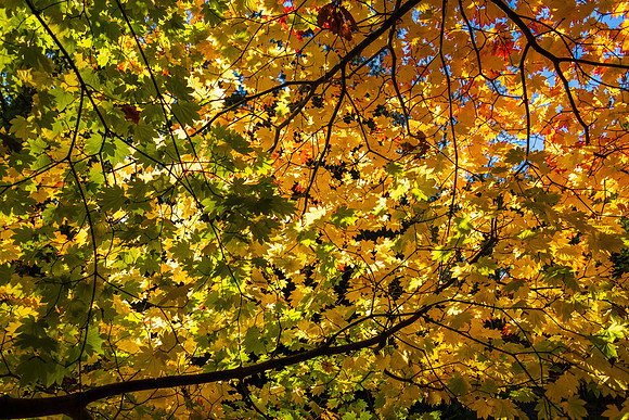 Queenswood-2