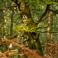 Credenhill -6