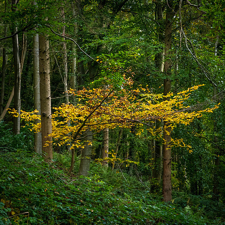Credenhill -1