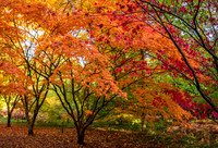 Queenswood-5