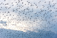 Wader Spectacular -12