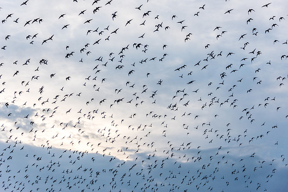 Wader Spectacular -12