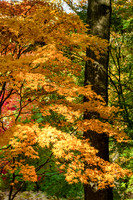 Queenswood-6