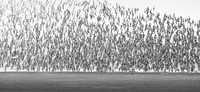 Wader Spectacular -4