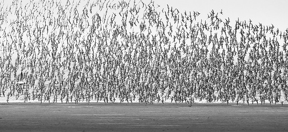 Wader Spectacular -4