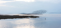 Wader Spectacular -9