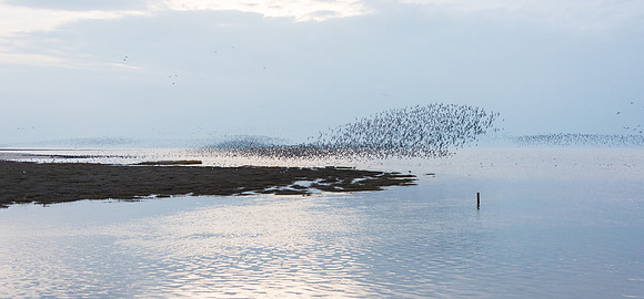 Wader Spectacular -9