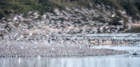 Wader Spectacular -13