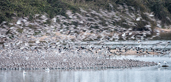 Wader Spectacular -13