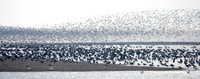 Wader Spectacular -7