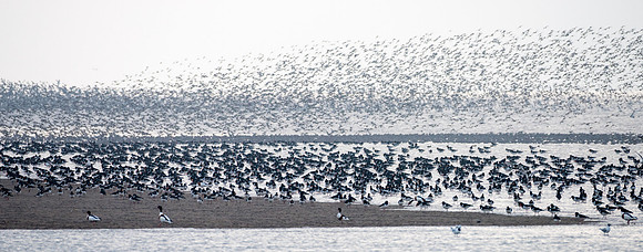Wader Spectacular -7