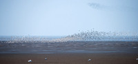 Wader Spectacular