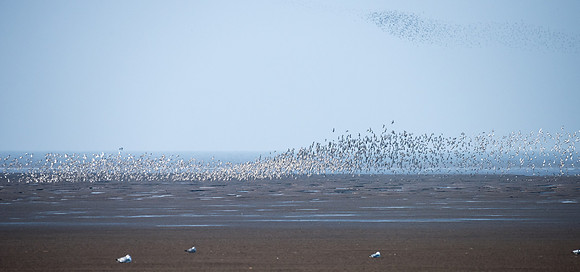 Wader Spectacular