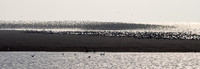 Wader Spectacular -5
