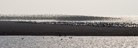 Wader Spectacular -5
