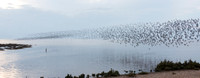 Wader Spectacular -11