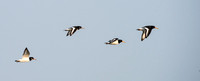 Oyster Catchers