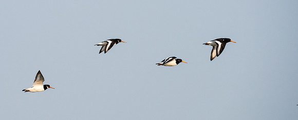 Oyster Catchers