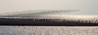 Wader Spectacular -6