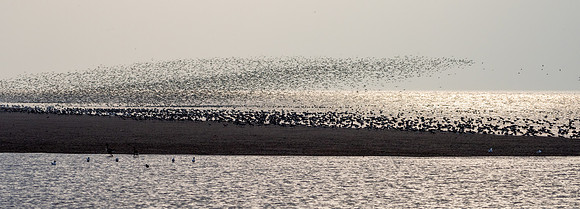 Wader Spectacular -6