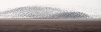 Wader Spectacular -3